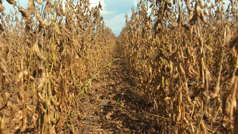 Soja disponível em Mato Grosso cai 4,6% com avanço da colheita