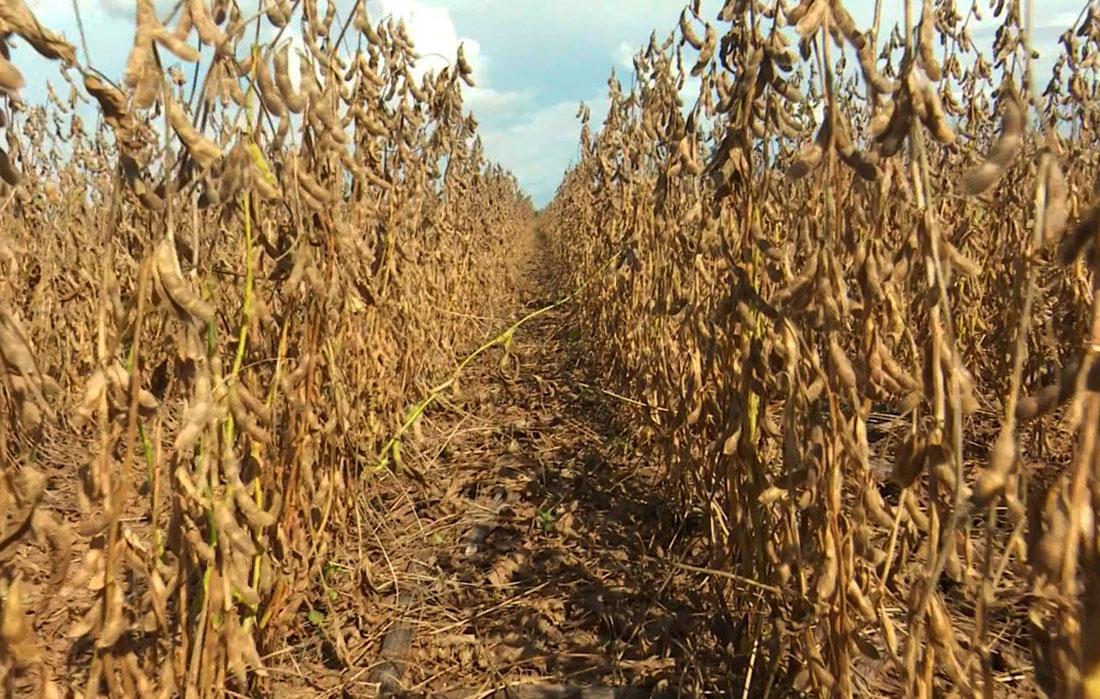 Soja disponível em Mato Grosso cai 4,6% com avanço da colheita