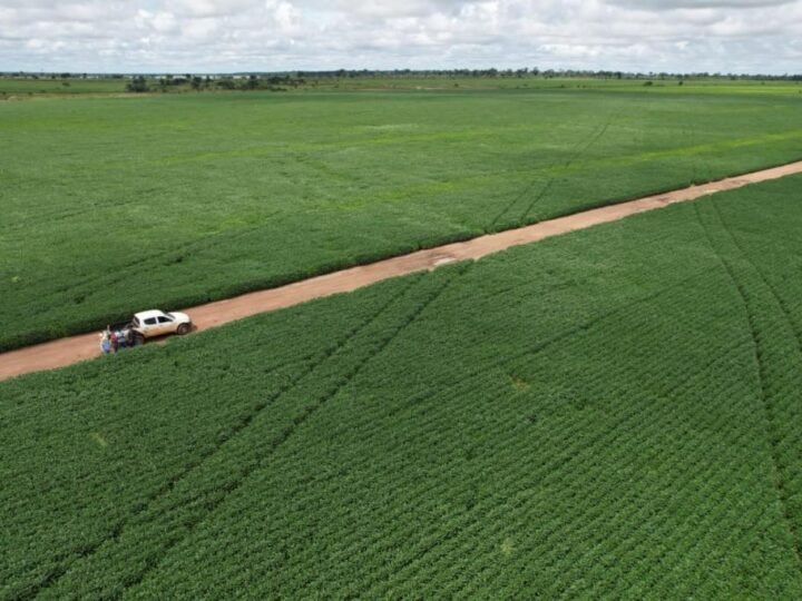 Mato Grosso lidera valorização de terras agrícolas e reforça potência do agro