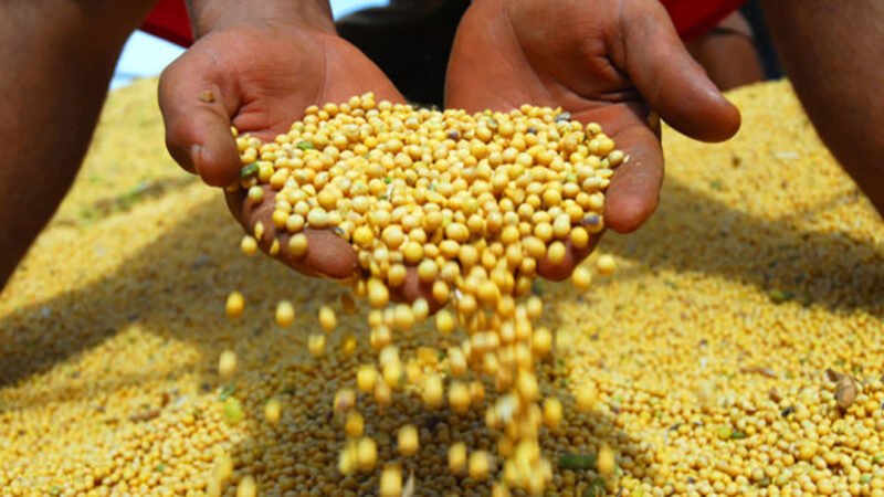 Soja disponível em Mato Grosso cai 0,72%