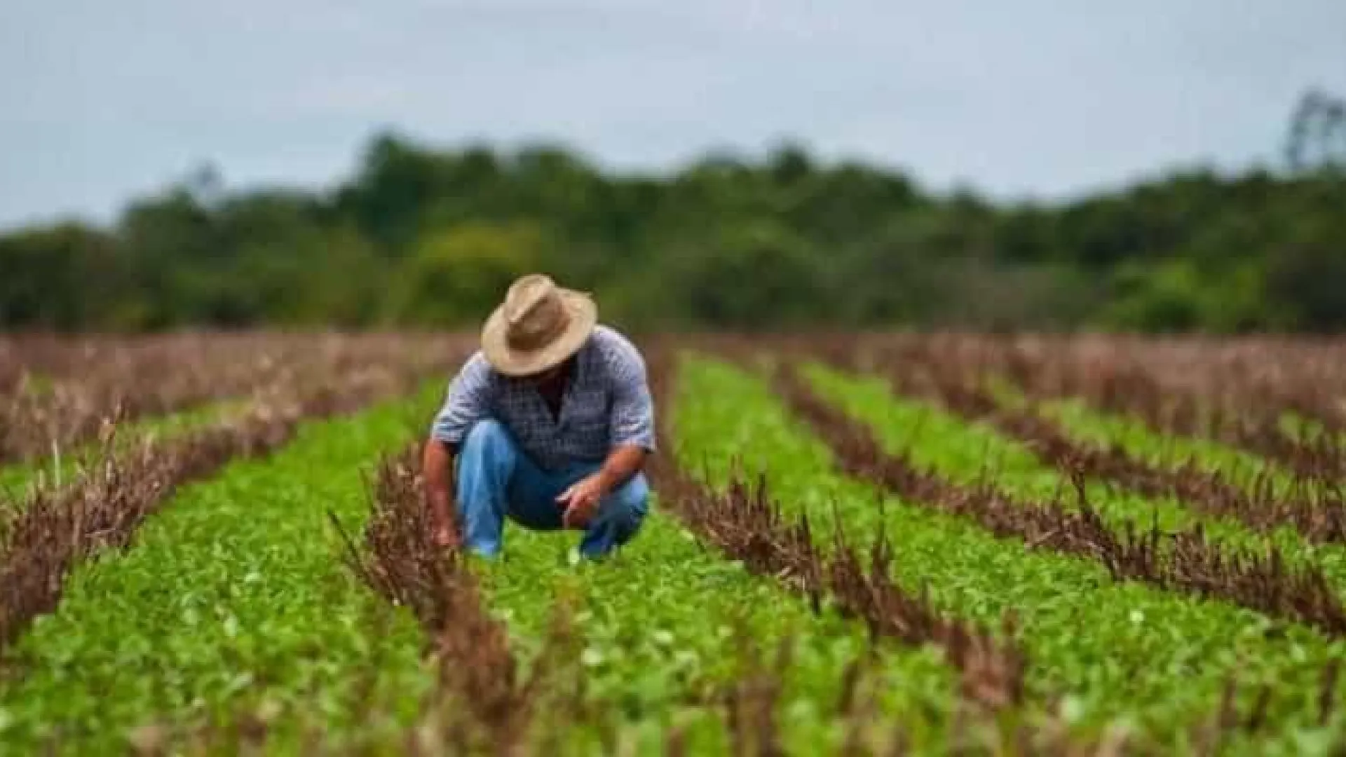 Desenrola rural prevê descontos de até 96% em dívidas de agricultores