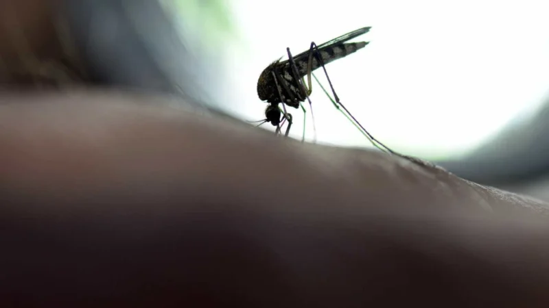 Saúde emite alerta de febre amarela a São Paulo, Minas Gerais, Roraima e Tocantins