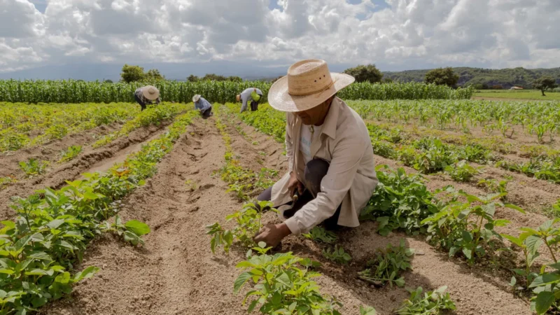 Decreto institui Desenrola Rural que ajudará 1,3 milhão de famílias