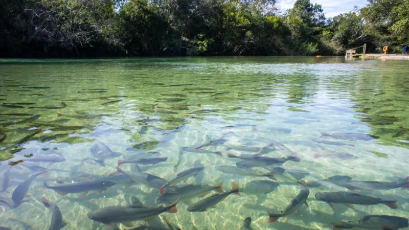 Pesquisa com bactérias na Amazônia pode desenvolver novos medicamentos