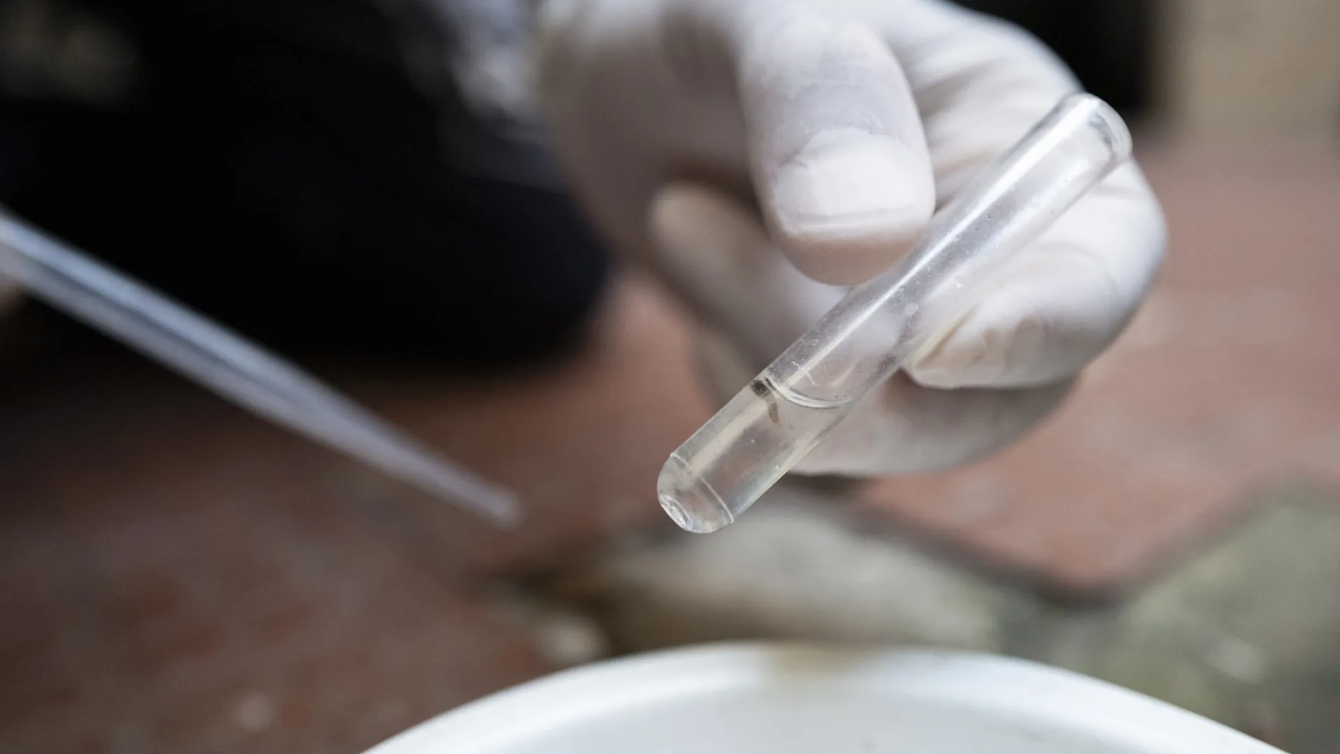 Estado de São Paulo decreta emergência por dengue