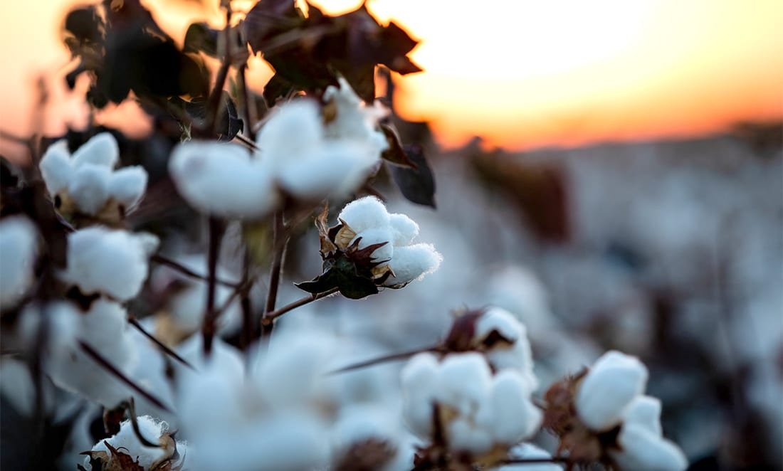 Caroço de algodão em Mato Grosso tem melhor preço desde janeiro