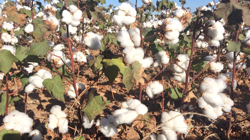 Produtores de algodão de MT têm até sábado para fazer cadastro das propriedades