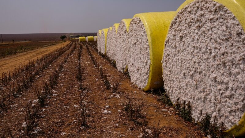 Venda da safra de algodão em Mato Grosso aumenta e preço melhora