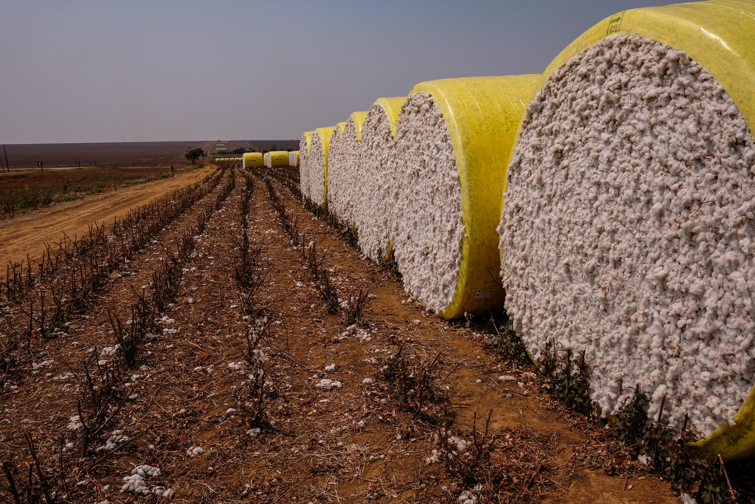 Venda da safra de algodão em Mato Grosso aumenta e preço melhora