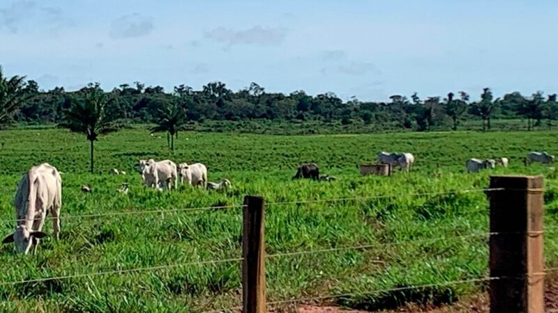 Preço do boi e vaca gorda em Mato Grosso diminui