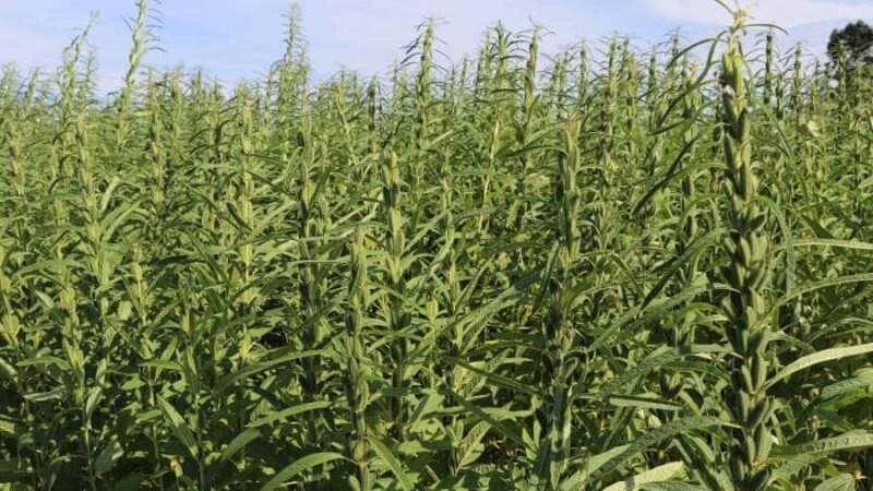 Mato Grosso firma parceria inédita com centro de pesquisa da China sobre gergelim