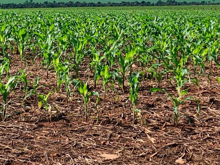 Produtores de Mato Grosso começam negociar safra de milho 2025/26
