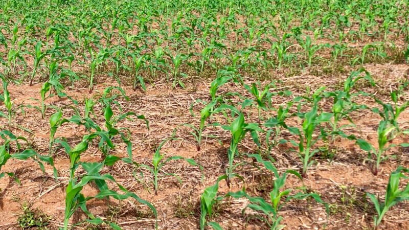 Plantio de milho na reta final em Mato Grosso e estimativa é de 111 sacas/hectare