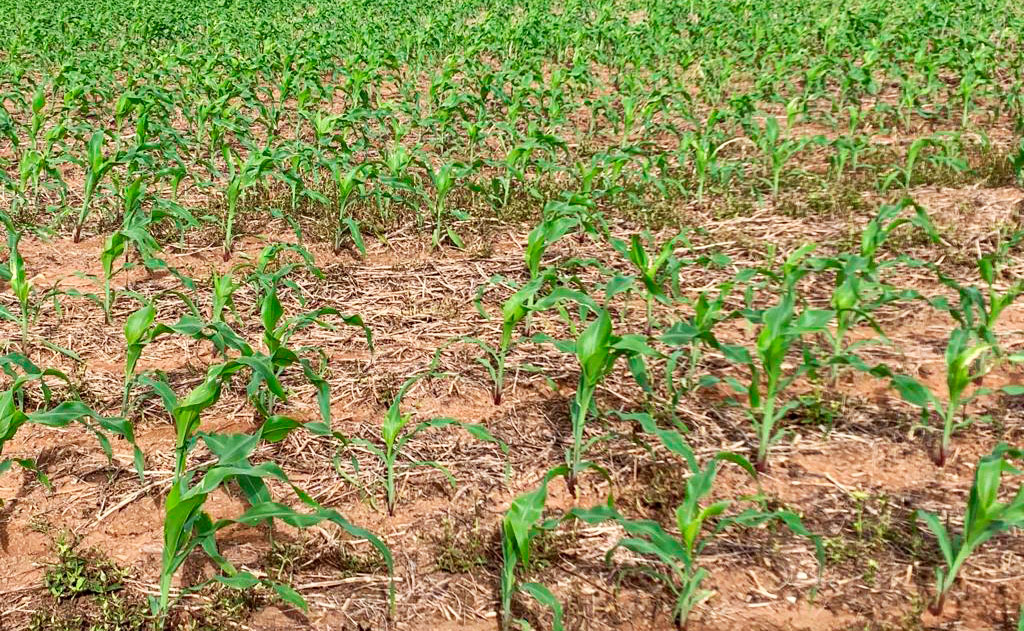Plantio de milho na reta final em Mato Grosso e estimativa é de 111 sacas/hectare