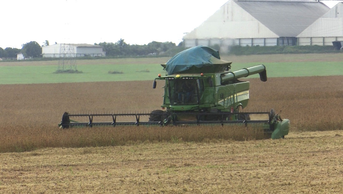 Produtividade de soja em Mato Grosso aumenta 5% e é a maior da série histórica do IMEA