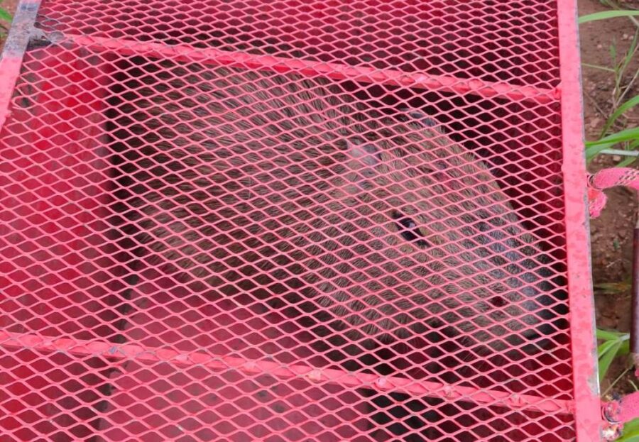Bombeiros atendem ocorrências de captura e soltura de animais silvestres no interior de MT; Capivara e cobra foram resgatados com segurança