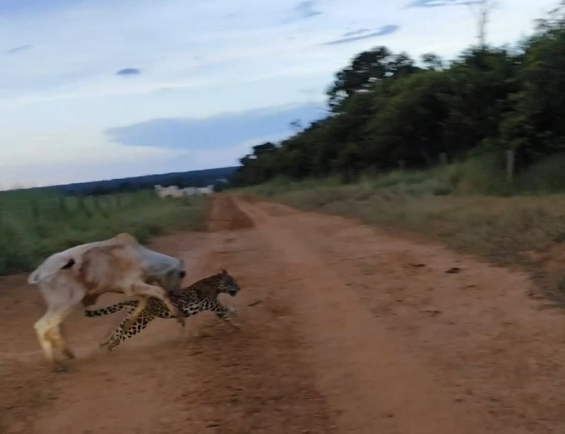 Produtor rural flagra ataque de onça-pintada a bezerro em estrada de terra no interior de MT (Vídeo)