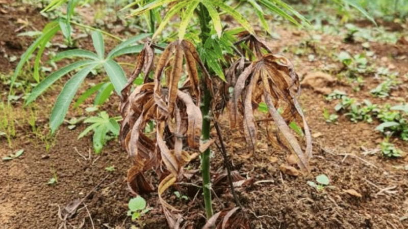 Indea alerta para praga em plantações de mandioca em MT que pode causar perda de toda produção