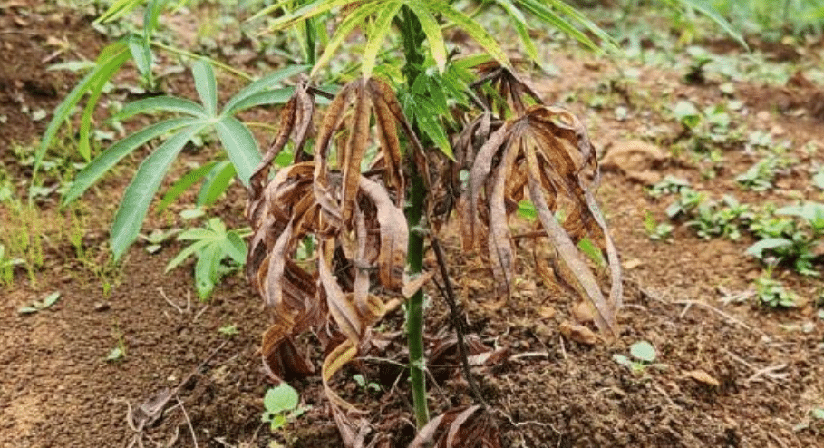 Indea alerta para praga em plantações de mandioca em MT que pode causar perda de toda produção