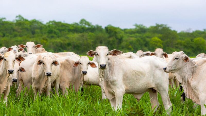 Arroba do boi e vaca sobe em Mato Grosso