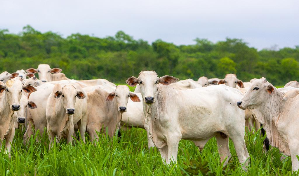 Arroba do boi e vaca sobe em Mato Grosso