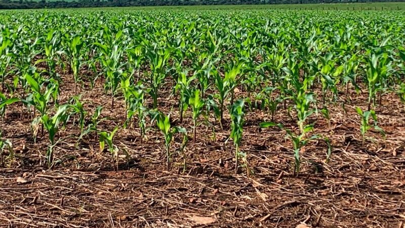 Divulgado novo levantamento do custo do plantio de milho em Mato Grosso