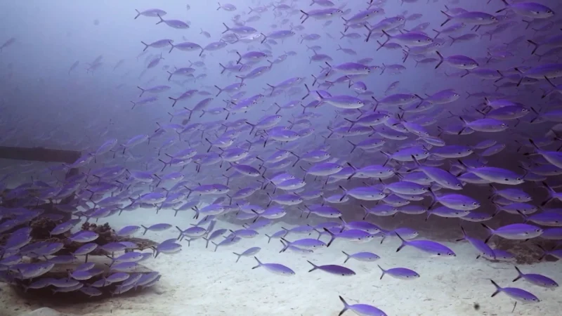 Série de mordidas de peixes em visitantes causa interdição de lagoa turística em Bonito (MS)