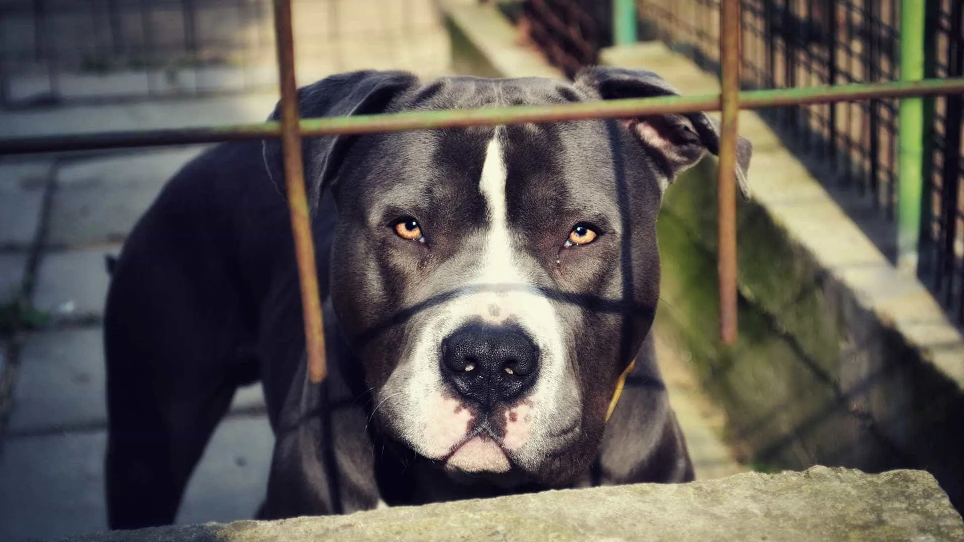 Bebê de 1 ano é atacado na cabeça por pitbull no ES