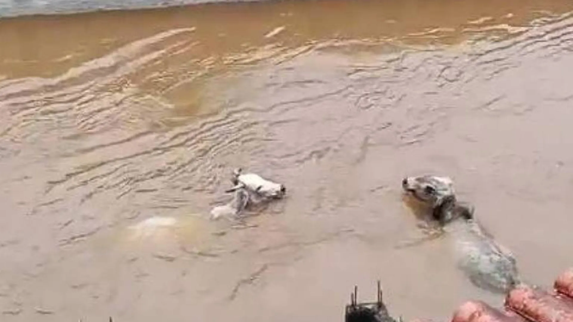 Vídeos mostram vacas sendo arrastadas por enchente no RJ