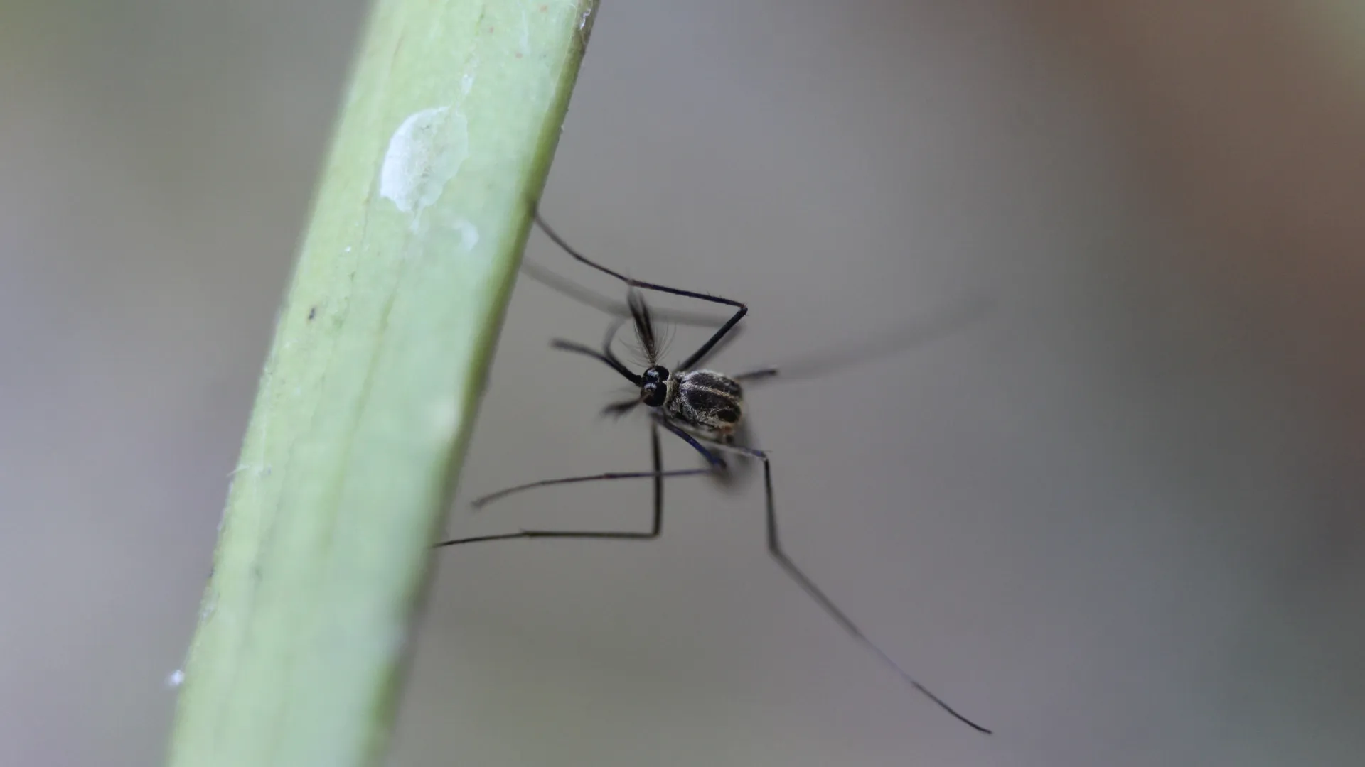 Brasil ultrapassa marca de um milhão de casos de dengue em 2025