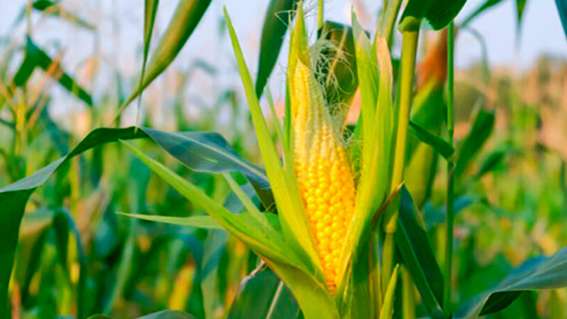 Custeio do milho em Mato Grosso sobe 1,9%