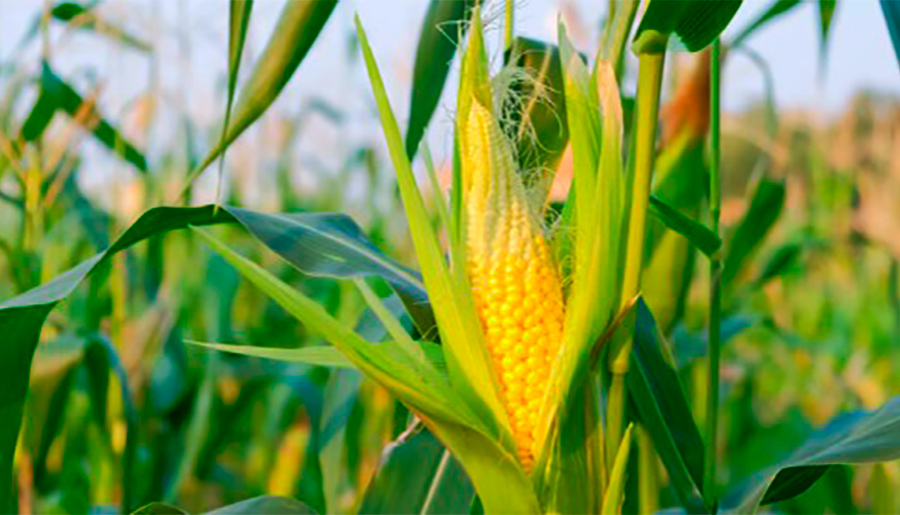 Custeio do milho em Mato Grosso sobe 1,9%