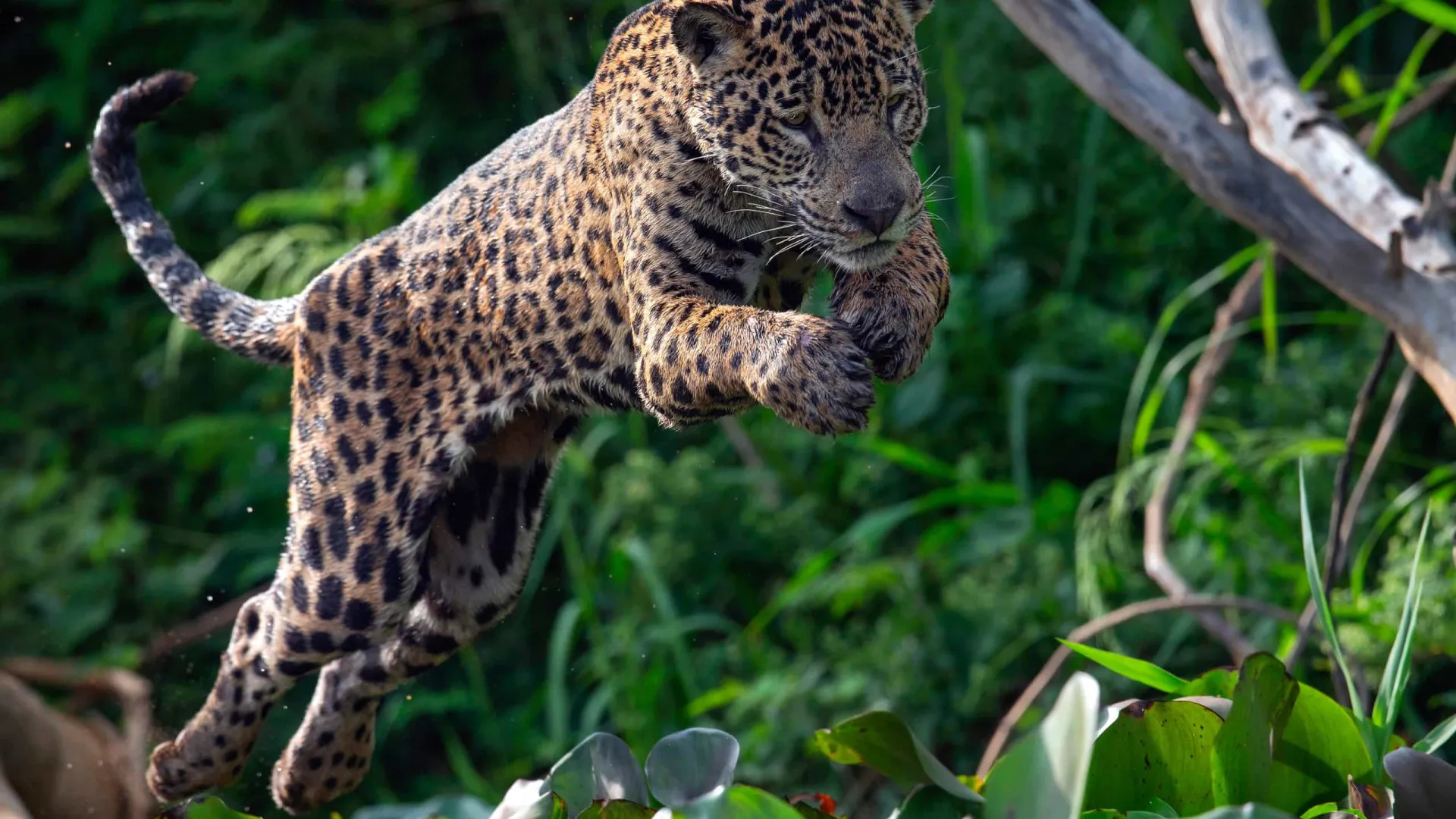 Onça circula por cidade no ES e é capturada dentro de garagem de prédio