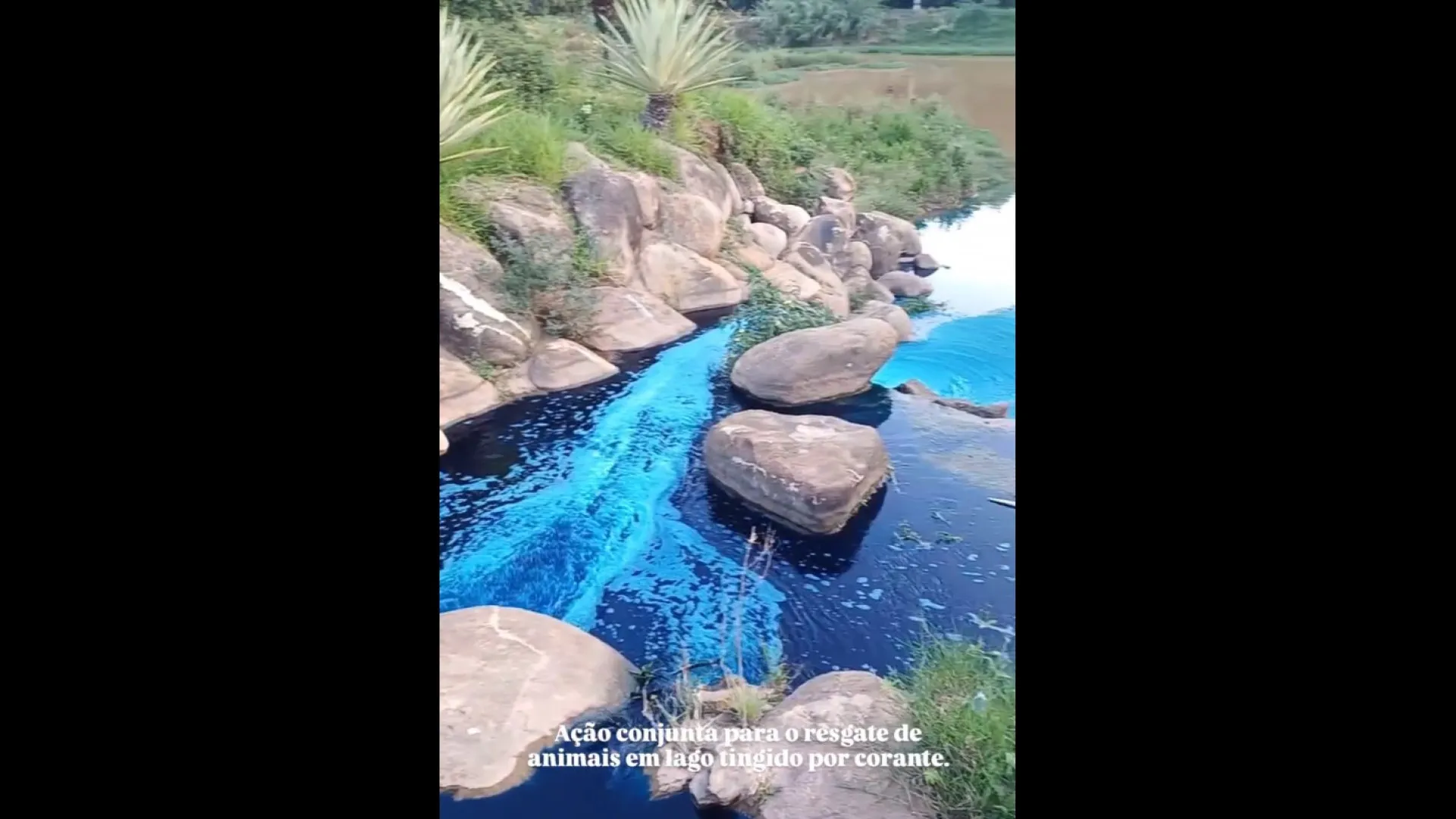 Caminhão derrama corante em lago de SP e mata animais tingidos de azul