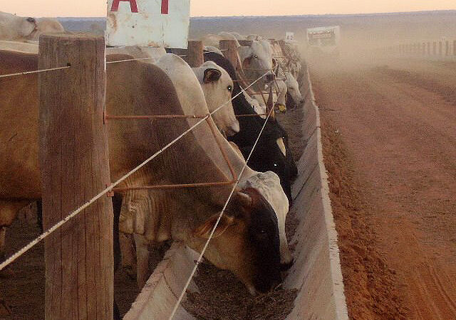 Custo para confinamento de gado em Mato Grosso sobe