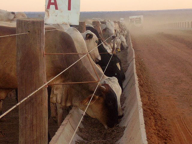 Custo para confinamento de gado em Mato Grosso sobe