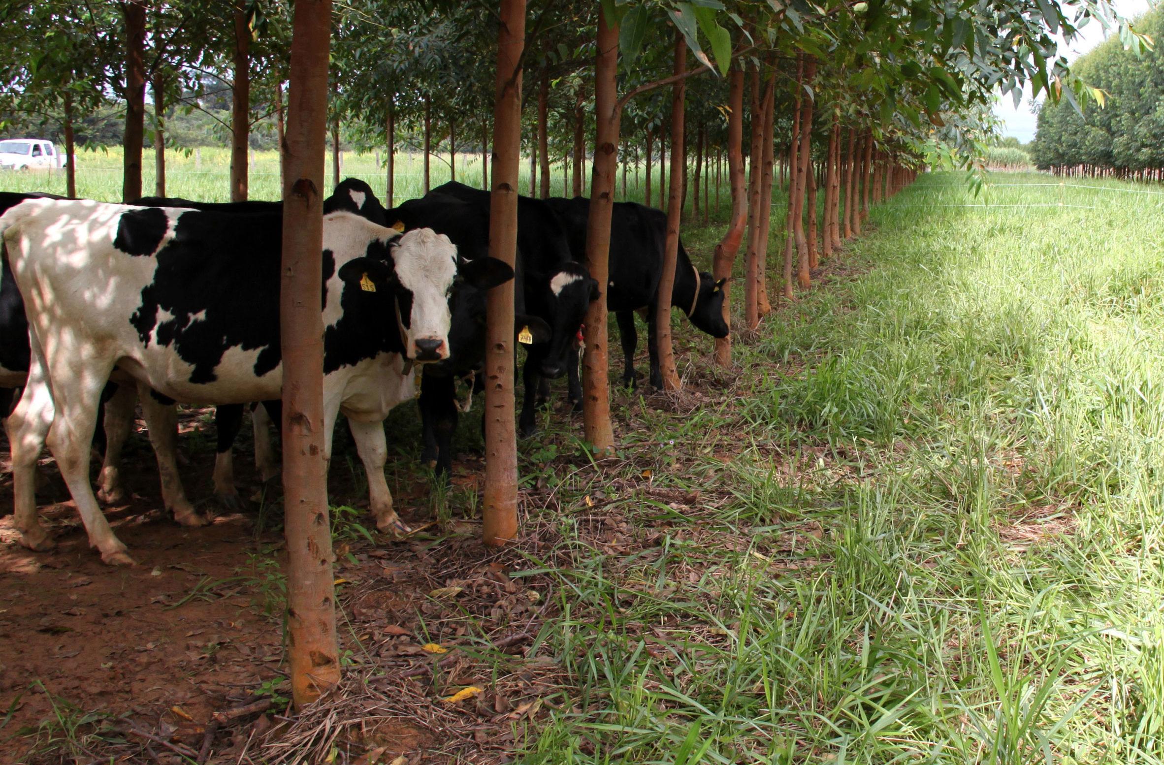 Sinop: Embrapa mostra resultados da integração lavoura-pecuária e discute carbono no sistema agropecuário