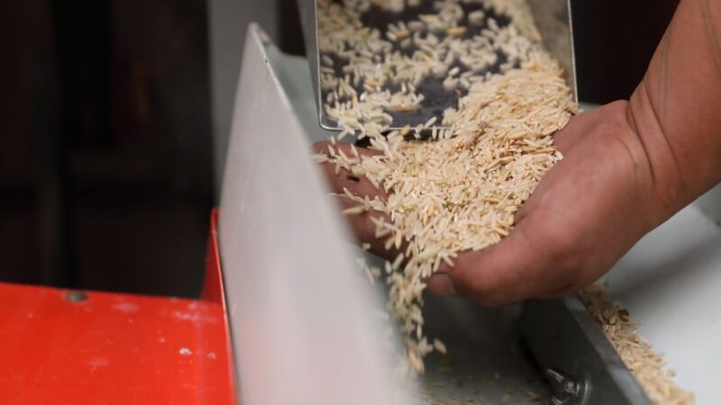 Embrapa lança nova cultivar de arroz que promete reduzir preços de alimentos e alavancar indústria de MT