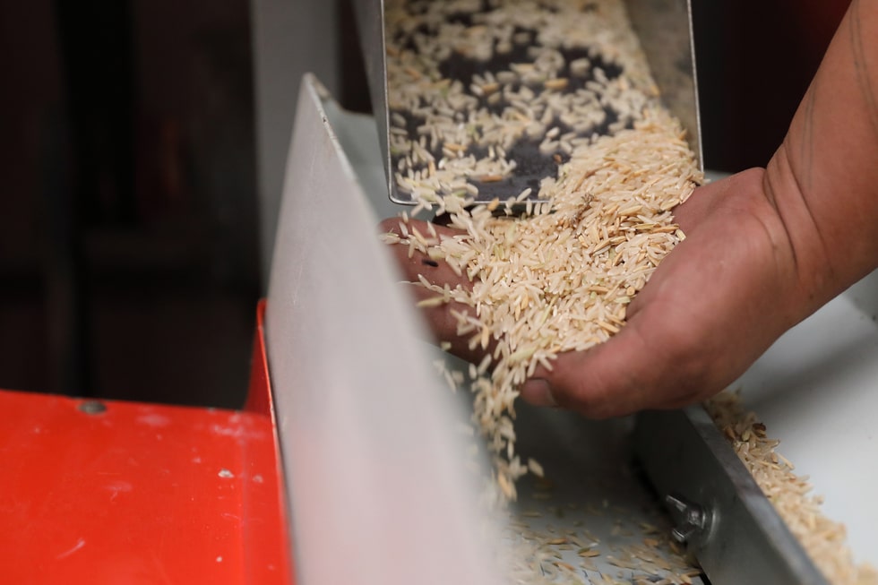 Embrapa lança nova cultivar de arroz que promete reduzir preços de alimentos e alavancar indústria de MT