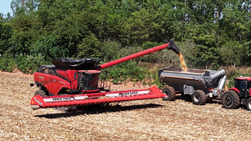 Milho disponível em Mato Grosso cai 4,1% e colheita avança