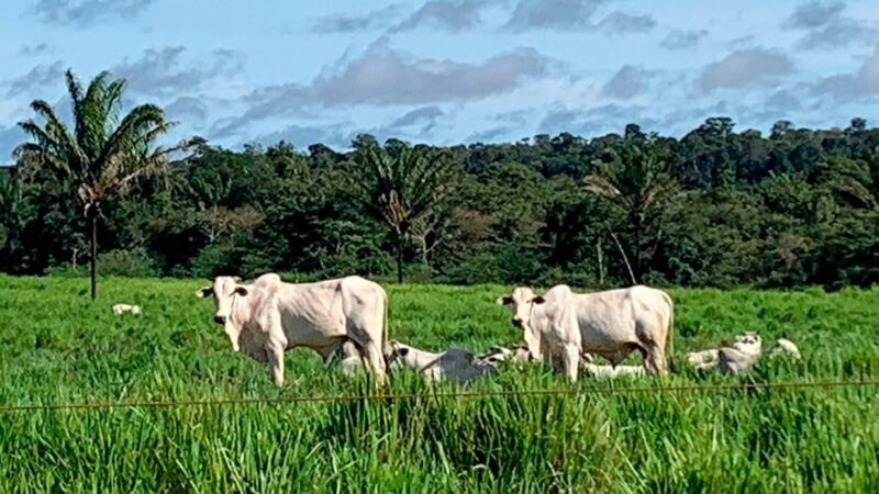 Sobe 1,8% preço do boi gordo em Mato Grosso; do bezerro 2,6%