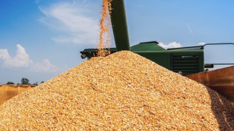 Começa a colheita de milho em MT com produção estimada em 50,3 milhões de toneladas