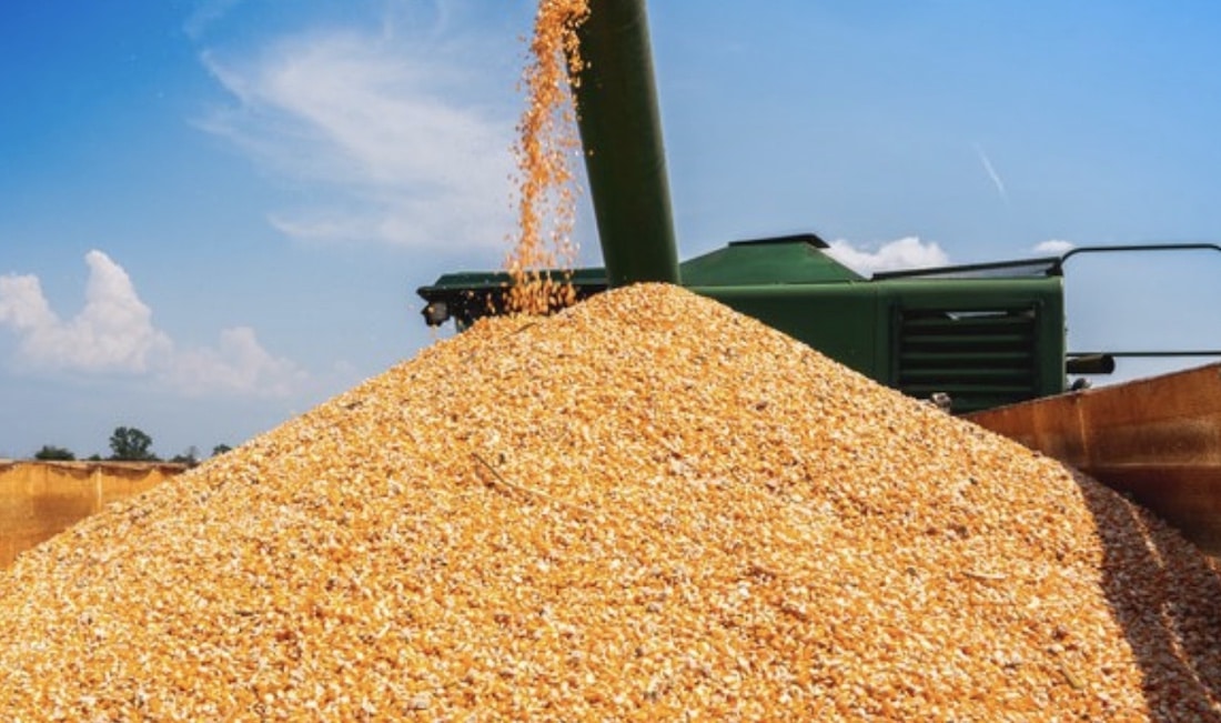 Começa a colheita de milho em MT com produção estimada em 50,3 milhões de toneladas