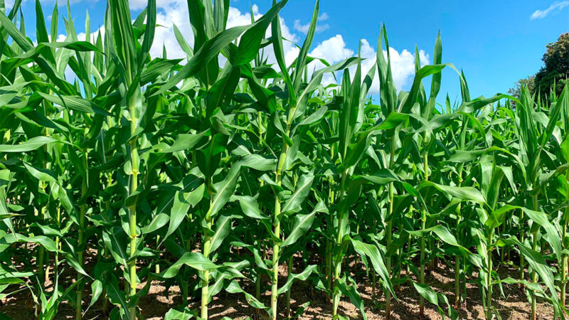 Oferta de milho em Mato Grosso deve crescer 2,6%, prevê IMEA
