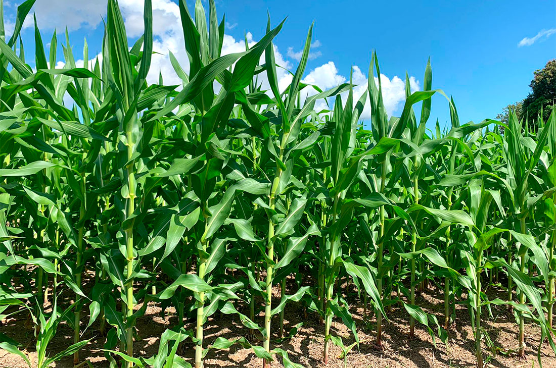 Oferta de milho em Mato Grosso deve crescer 2,6%, prevê IMEA