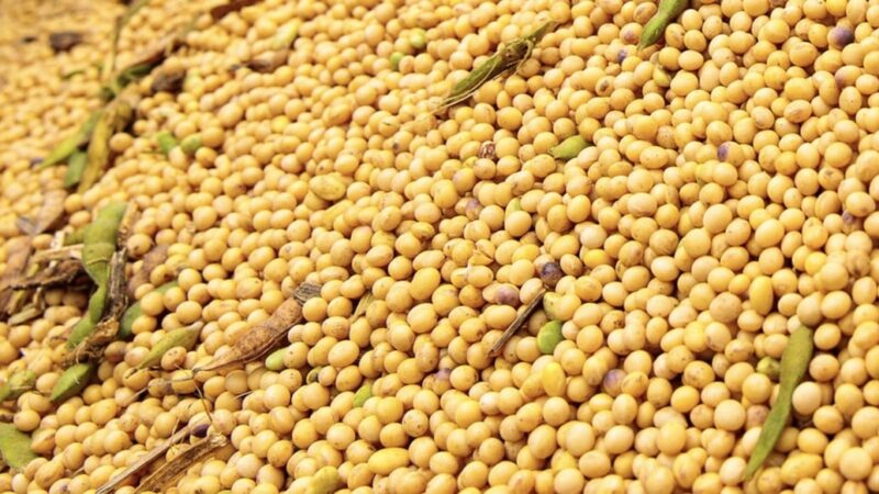 Esmagamento de soja em Mato Grosso aumenta 2,3% e tem novo recorde