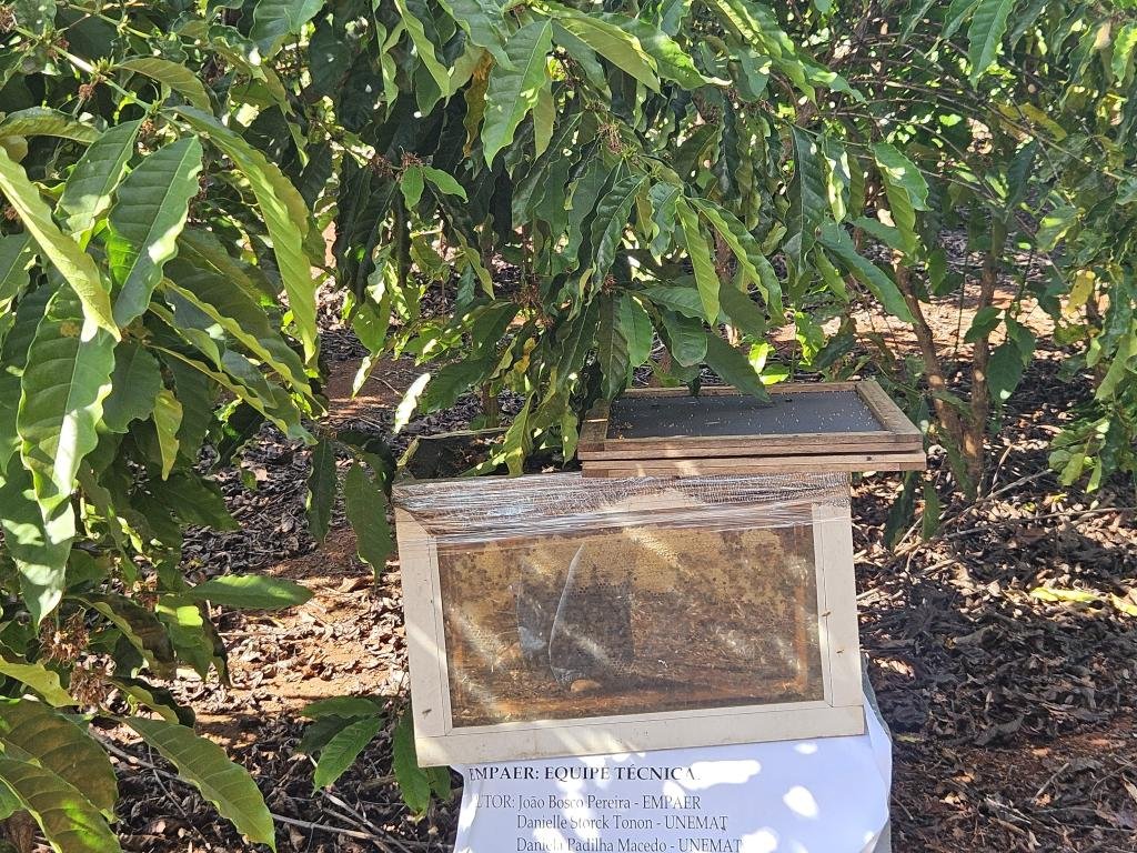 Polinização aumenta produtividade do café em área experimental no Mato Grosso