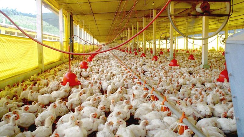 Mato Grosso registra foco de gripe aviária em aves de subsistência