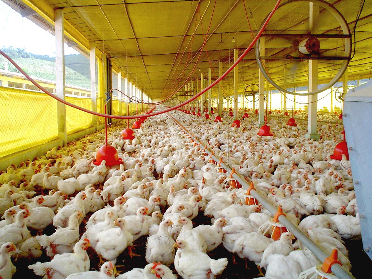 Mato Grosso registra foco de gripe aviária em aves de subsistência