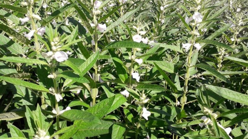 Pulses ganham força como terceira safra em MT e prometem rentabilidade maior que milho e soja